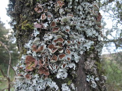 Parmotrema reparatum