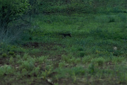 Bobcat photographed in Oklahoma