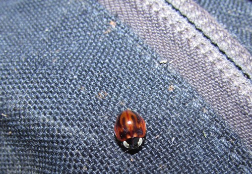 Subvittate Lady Beetle photo 3