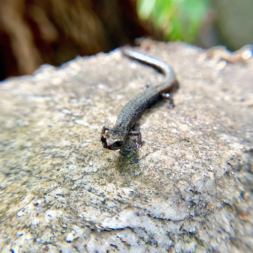 San Gabriel Slender Salamander