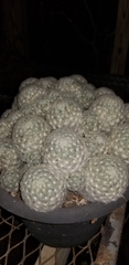 Mammillaria plumosa
