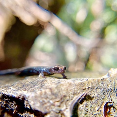 Batrachoseps gabrieli