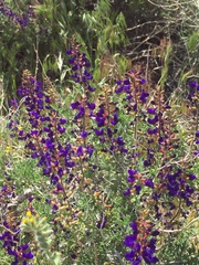 Psorothamnus arborescens minutifolius