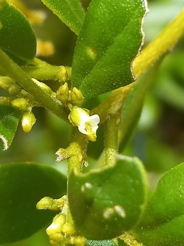 Badiera penaea