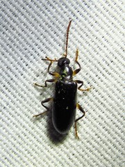 Statira basalis
