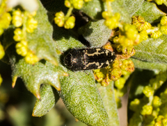 Acmaeodera retifera