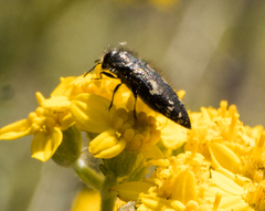 Acmaeodera retifera