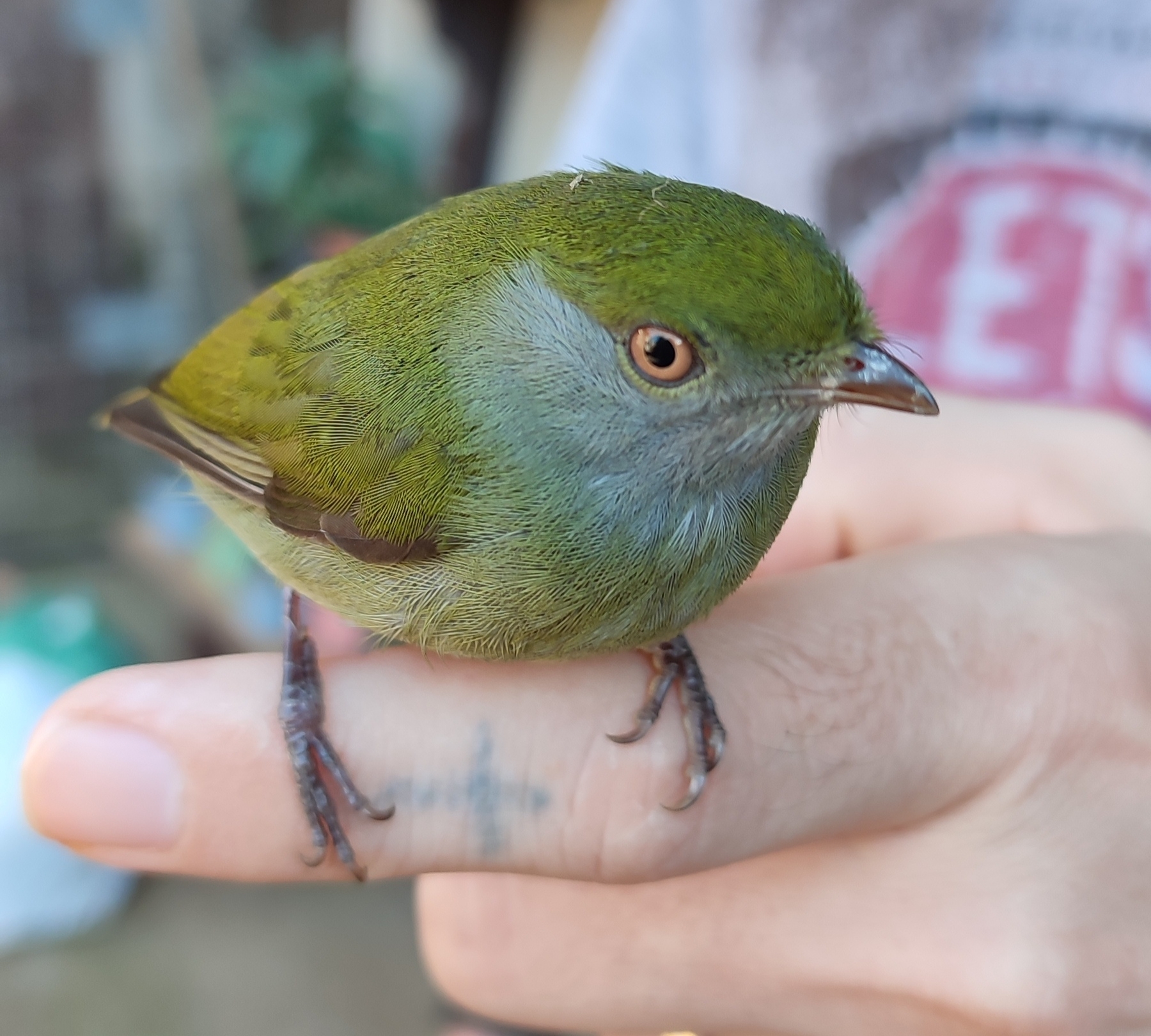 Pin-tailed Manakin illustration