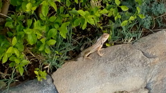 Calotes versicolor