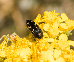Acmaeodera retifera