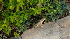 Calotes versicolor