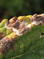 Diplocarpon