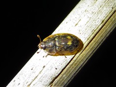 Lobiopa undulata