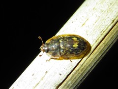 Lobiopa undulata