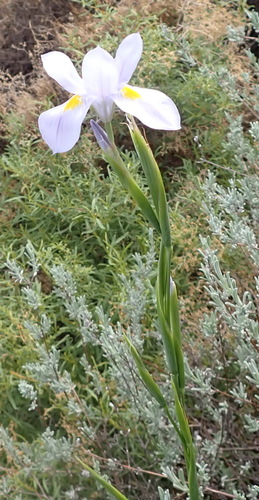 Image of Moraea polystachya by (c) Nicola van Berkel, some rights reserved (CC BY-SA)