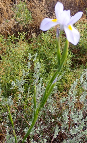 Image of Moraea polystachya by (c) Nicola van Berkel, some rights reserved (CC BY-SA)