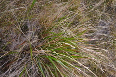 Anthoxanthum redolens