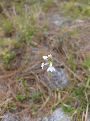 Image of Lobelia paludosa by (c) Valerie Anderson, some rights reserved (CC BY)