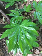 Fatsia japonica