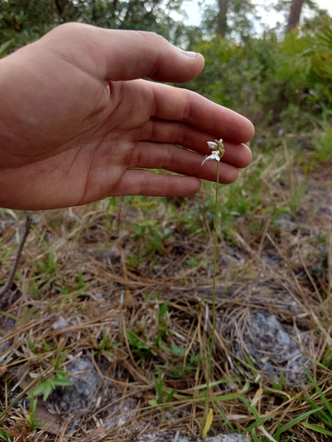Image of White Lobelia (Lobelia paludosa) by (c) Valerie Anderson, some rights reserved (CC BY)