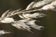 Anthoxanthum redolens