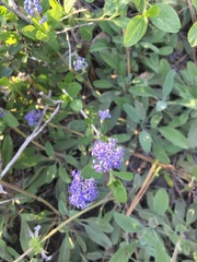 Ceanothus lemmonii