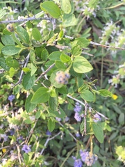 Ceanothus lemmonii