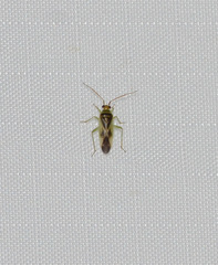 Orthotylus