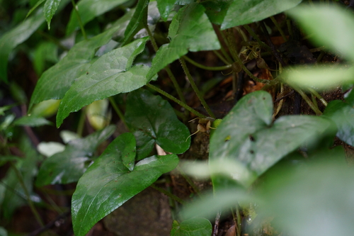 Asarum caudigerum iNat (1)