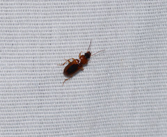 Stenolophus dissimilis