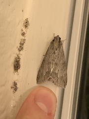 Noctuoidea