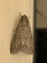 Noctuoidea