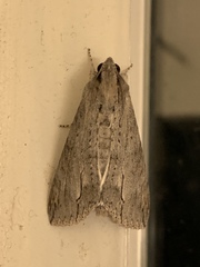 Noctuoidea