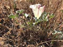 Calystegia collina venusta
