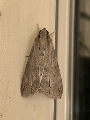 Noctuoidea