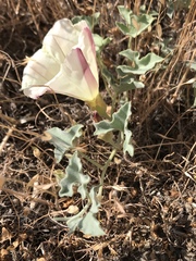 Calystegia collina venusta