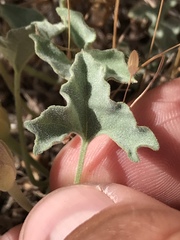 Calystegia collina venusta