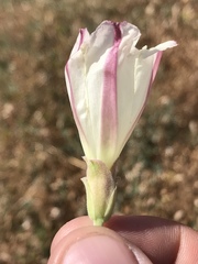 Calystegia collina venusta