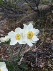 Anemonastrum