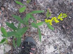 Baptisia cinerea