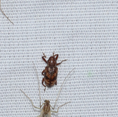 Tyloderma sphaerocarpae