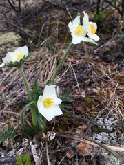 Anemonastrum