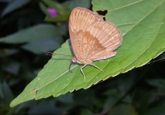 Aricoris constantius