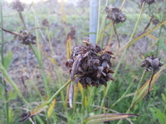 Tradescantia ohiensis