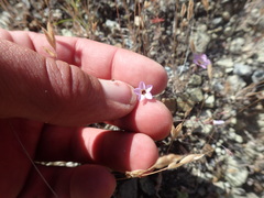 Leptosiphon ambiguus