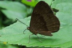 Aricoris constantius