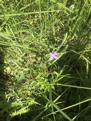 Triodanis biflora