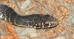 Cyprus Whip Snake photo 4