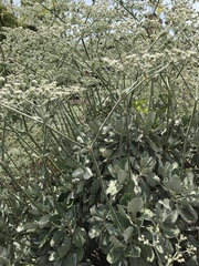 Eriogonum giganteum