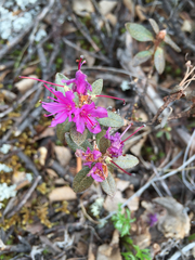 Rhododendron lapponicum